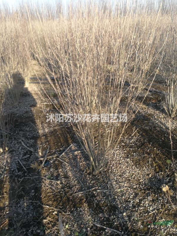 叢生木瑾     木瑾花