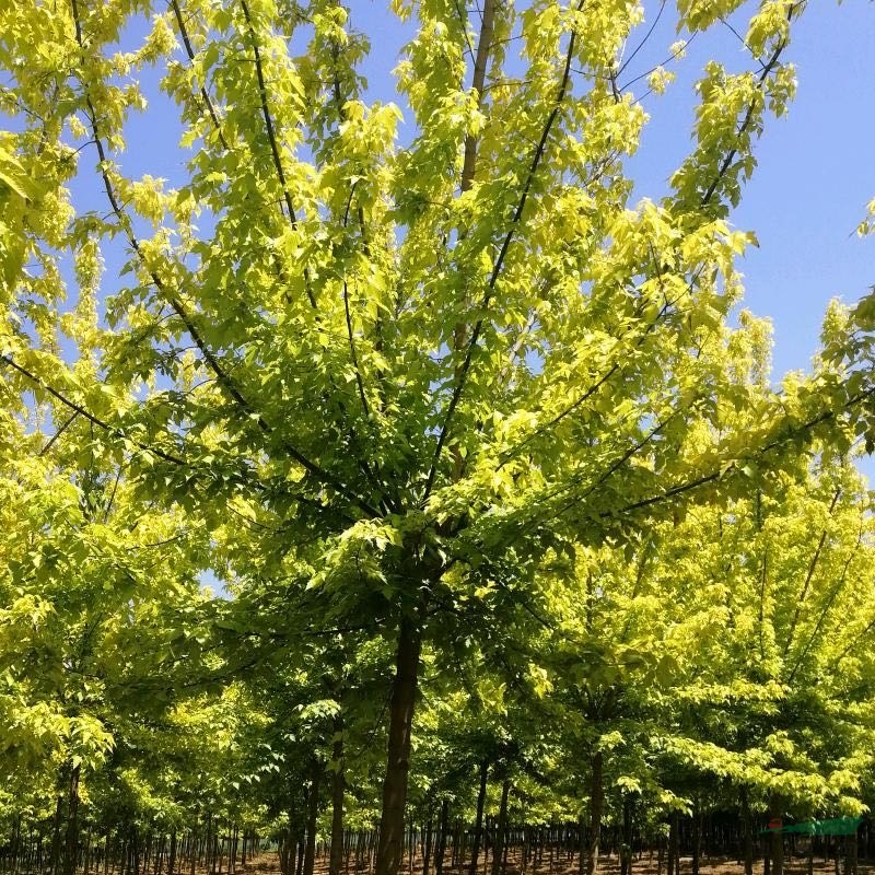 河南鄢陵金葉復(fù)葉槭專供