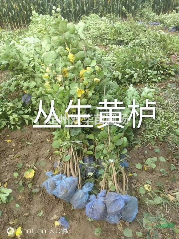 双华苗圃销售丛生黄栌，精品独杆黄栌，精品大颗多分枝黄栌