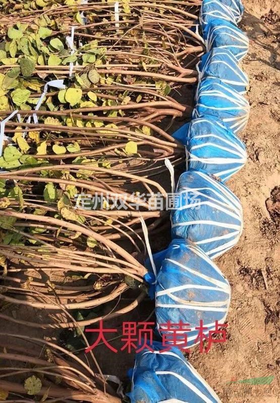 双华苗圃销售丛生黄栌，精品独杆黄栌，精品大颗多分枝黄栌