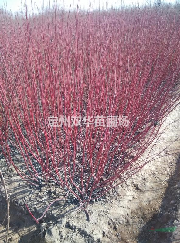 红瑞木，丛生红瑞木80-150厘米，多分枝精品大颗红瑞木