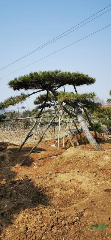 联系人:李传峰                   所在地:山东 莱芜 地   址:山东省