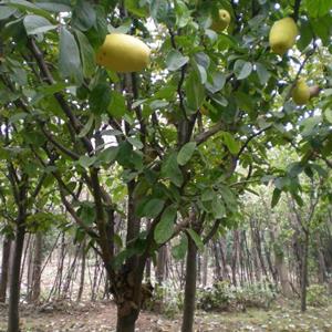 15公分木瓜樹價(jià)格.18公分木瓜樹價(jià)格.12公分木瓜樹價(jià)格
