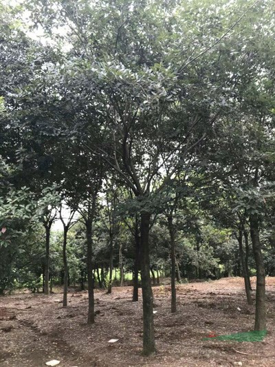  朴树10-20米径    600-1200元