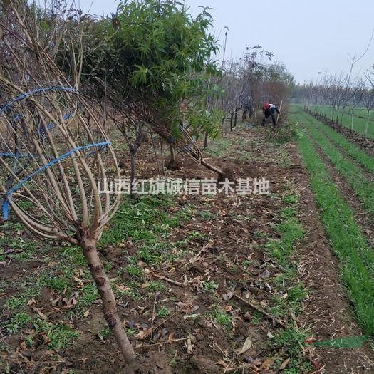 3公分山桃樹(shù)、4公分山桃樹(shù)價(jià)格、5公分桃樹(shù)、8公分桃樹(shù)哪里多