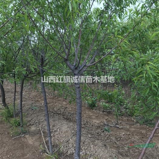 3公分山桃樹(shù)、4公分山桃樹(shù)價(jià)格、5公分桃樹(shù)、8公分桃樹(shù)哪里多