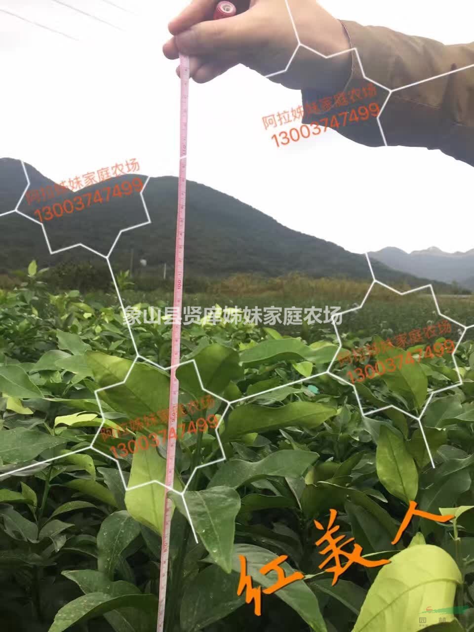 正宗象山紅美人愛媛28號(hào)柑橘柑桔苗果樹苗嫁接苗桔苗面議