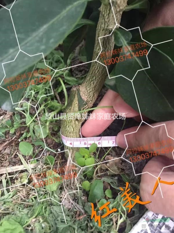 正宗象山紅美人愛媛28號(hào)柑橘柑桔苗果樹苗嫁接苗桔苗面議
