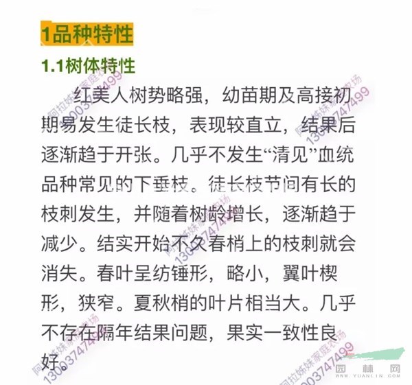 愛媛28號雜柑，柑橘樹苗批發(fā)，象山原產(chǎn)地