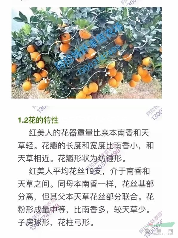 愛媛28號雜柑，柑橘樹苗批發(fā)，象山原產(chǎn)地