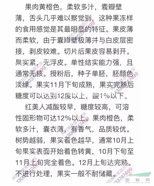 一年生紅美人柑橘樹苗，柑橘苗批發(fā)，象山產(chǎn)地直銷