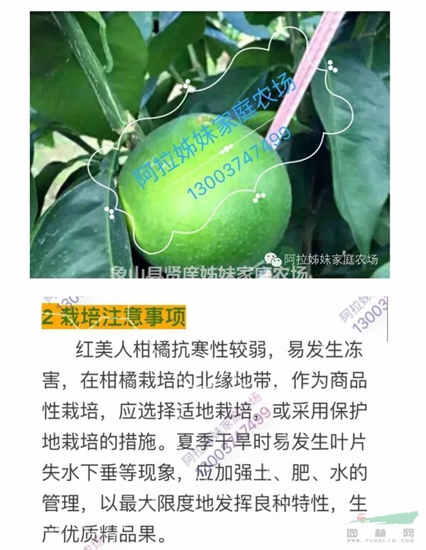 一年生紅美人柑橘樹苗，柑橘苗批發(fā)，象山產(chǎn)地直銷
