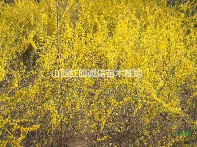 連翹苗山西哪里有、山西連翹苗多少錢一株、連翹苗價格便宜