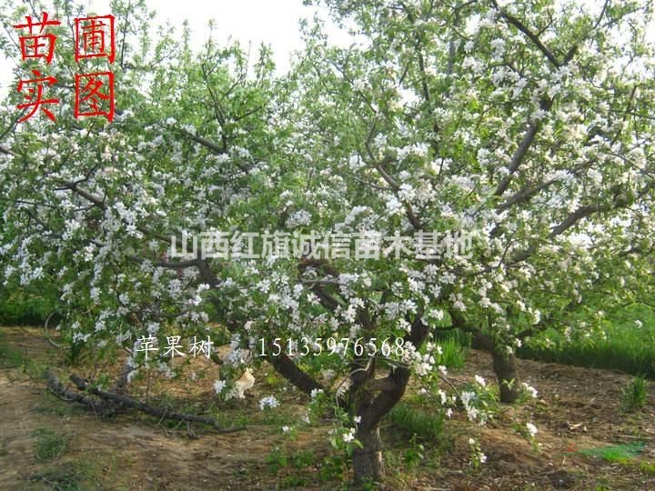 蘋果小苗、3公分蘋果樹價格、山西5公分蘋果樹、8公分蘋果樹便宜、占地蘋果樹