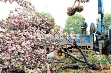 1公分櫻花價(jià)格、3公分櫻花價(jià)格、山西8公分櫻花哪里多、12公分櫻花、15公分櫻花櫻
