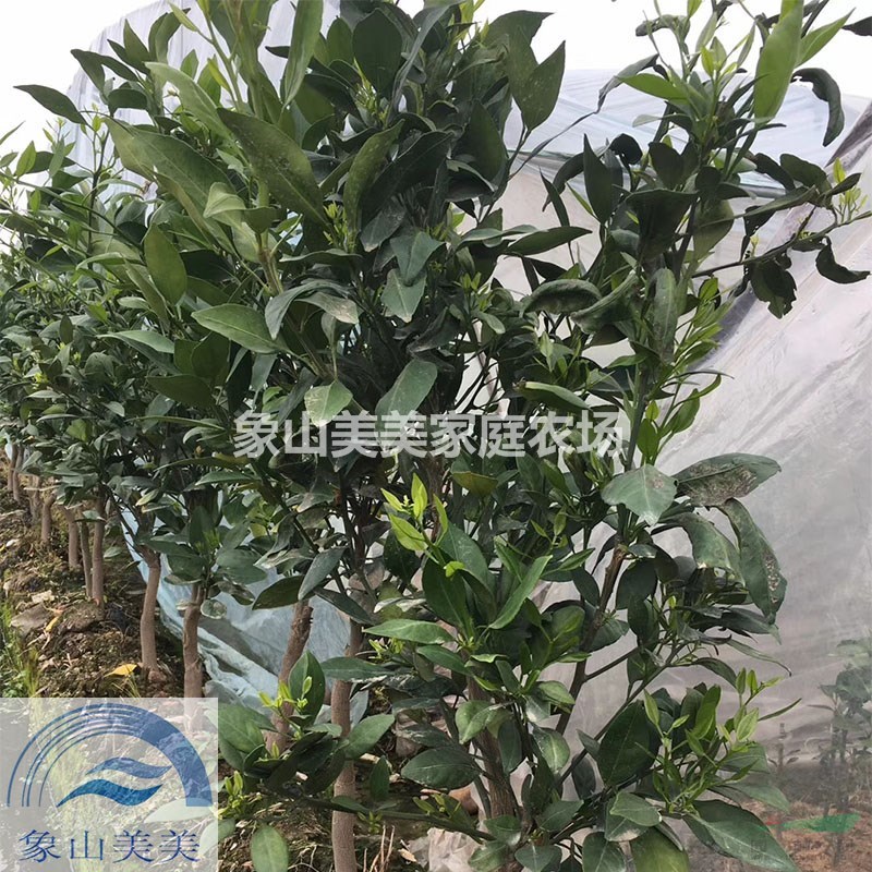甘平柑橘二年生苗，柑橘優(yōu)良新品種，愛媛34號介紹