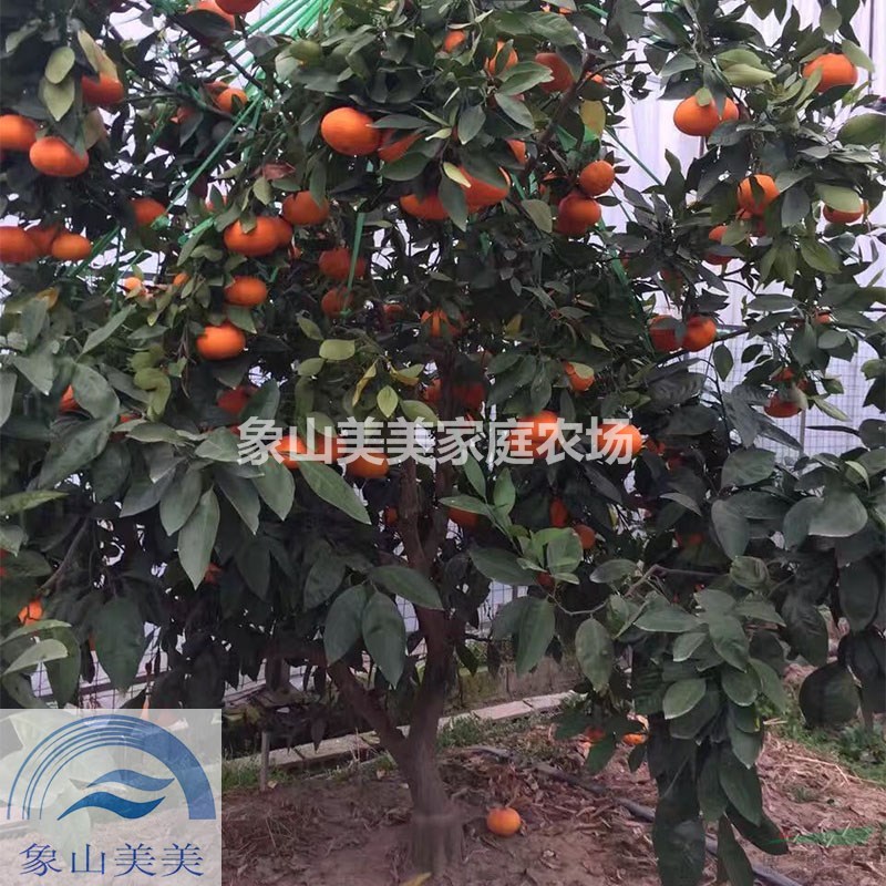 甘平柑橘二年生苗，柑橘優(yōu)良新品種，愛媛34號介紹
