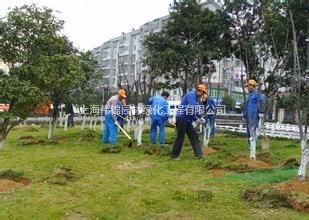 上海绿化养护 浦东绿化养护 植物租摆 绿化改建 绿化苗木