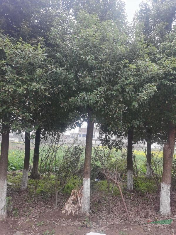 處理香樟20一25公分的300棵