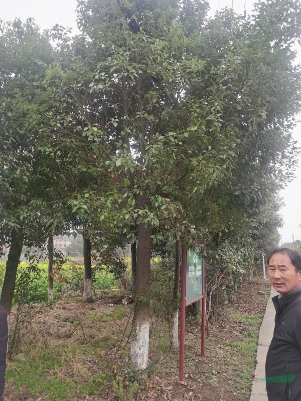 處理香樟20一25公分的300棵