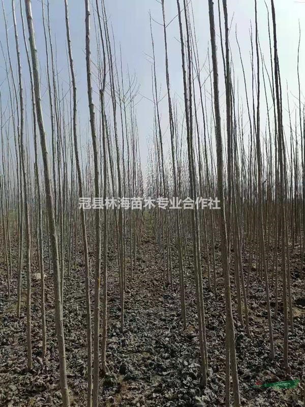 國(guó)槐小苗產(chǎn)地直銷小國(guó)槐苗量大
