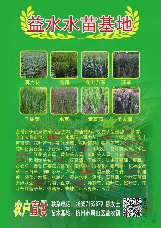 旱傘草大量供應