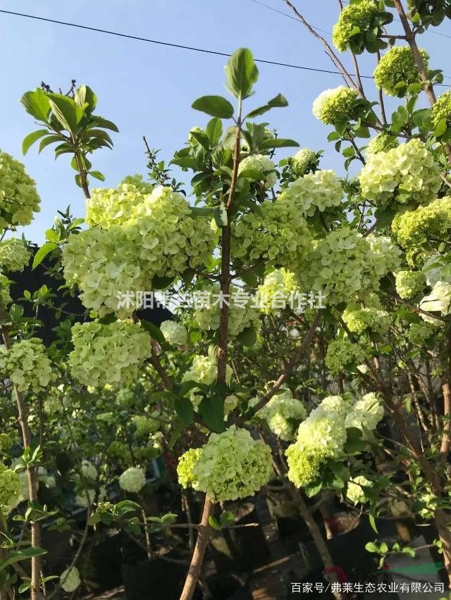 出售木繡球大小規(guī)格齊全