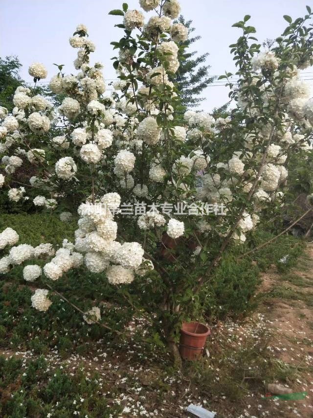 出售木繡球大小規(guī)格齊全