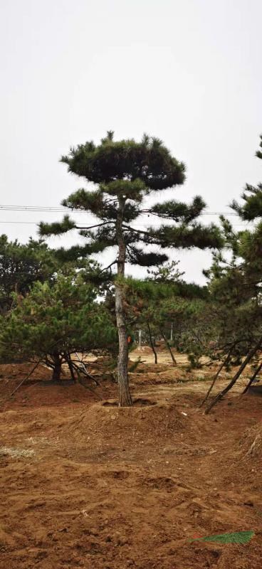 這是今天本機地新拍的造型景觀松