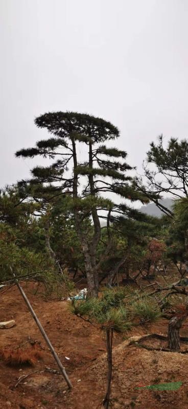 这是今天新拍的造型黑松基地照片