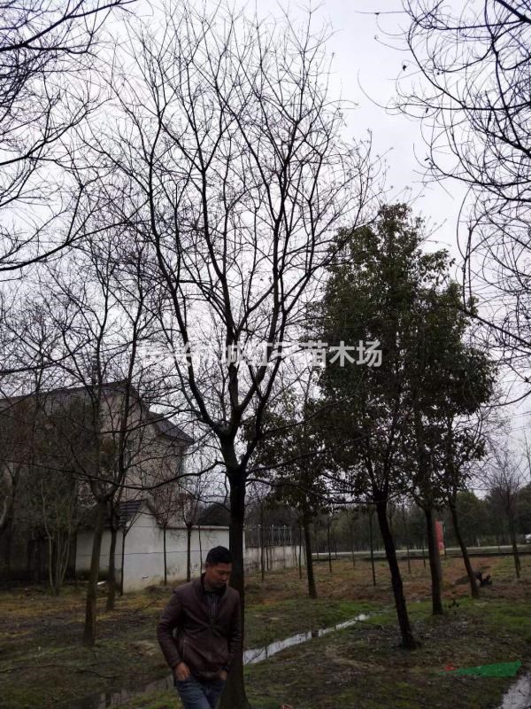 林城红子苗木品种多乌桕