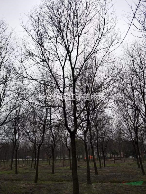 林城红子苗木品种多乌桕