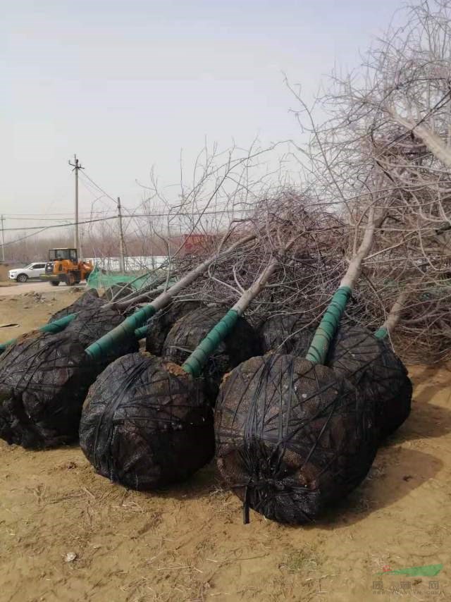 山東大量供應(yīng)15公分美國(guó)紅楓秋火焰批發(fā)，精品秋火焰美國(guó)紅楓