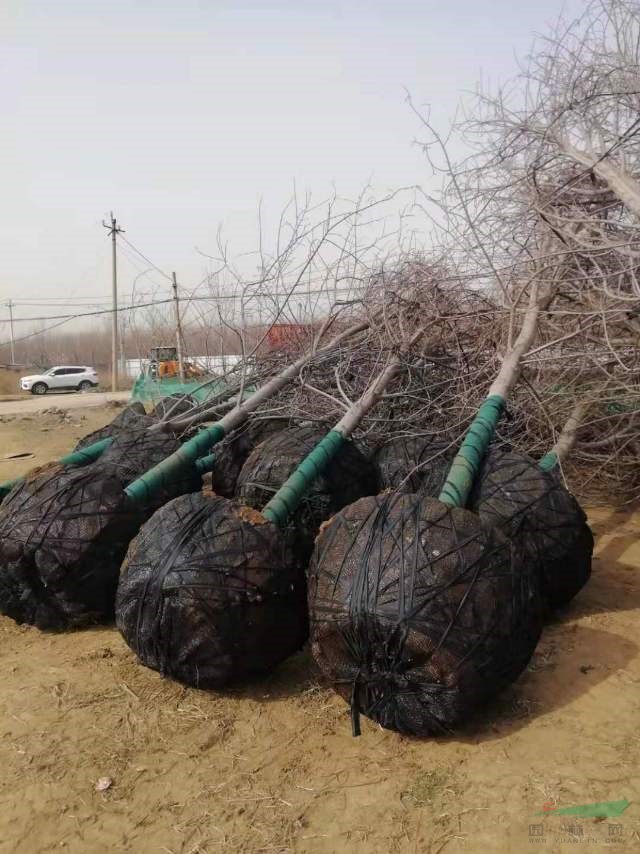 山東大量供應(yīng)15公分美國(guó)紅楓秋火焰批發(fā)，精品秋火焰美國(guó)紅楓