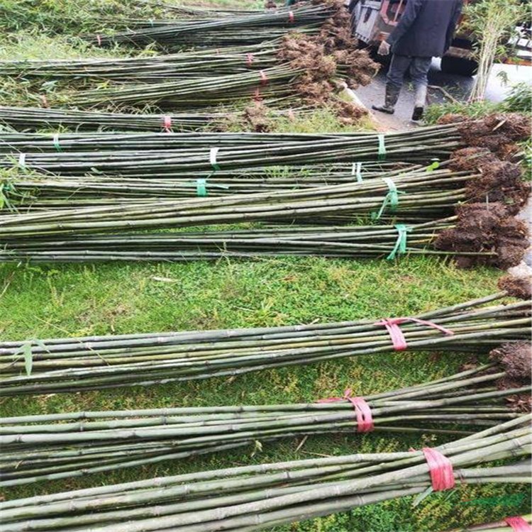 产品供应 > 直销 刚竹 刚竹苗 园林绿化竹子苗 规格*所 在 地江苏沭阳