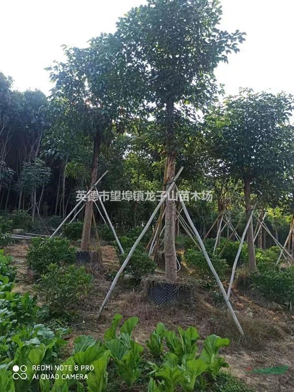 龙子山苗木场大量供应精品秋枫假植苗10-20公分