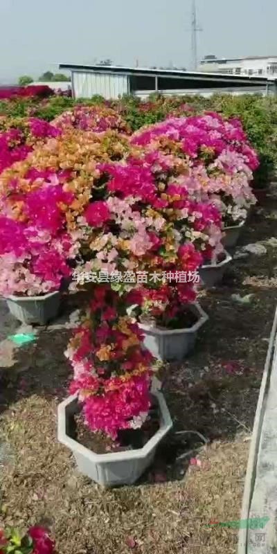 一米高多彩造型三角梅