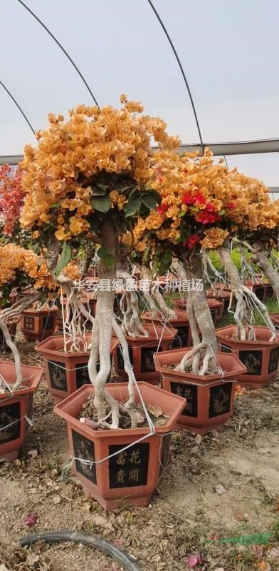 一米高多彩造型三角梅