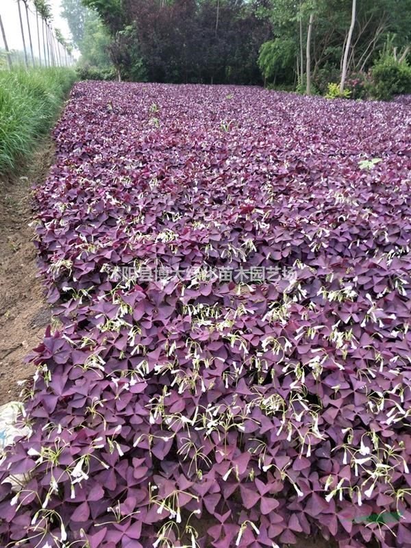紫叶酢浆草价格，紫叶酢浆草种子价格，紫叶酢浆草批发供应