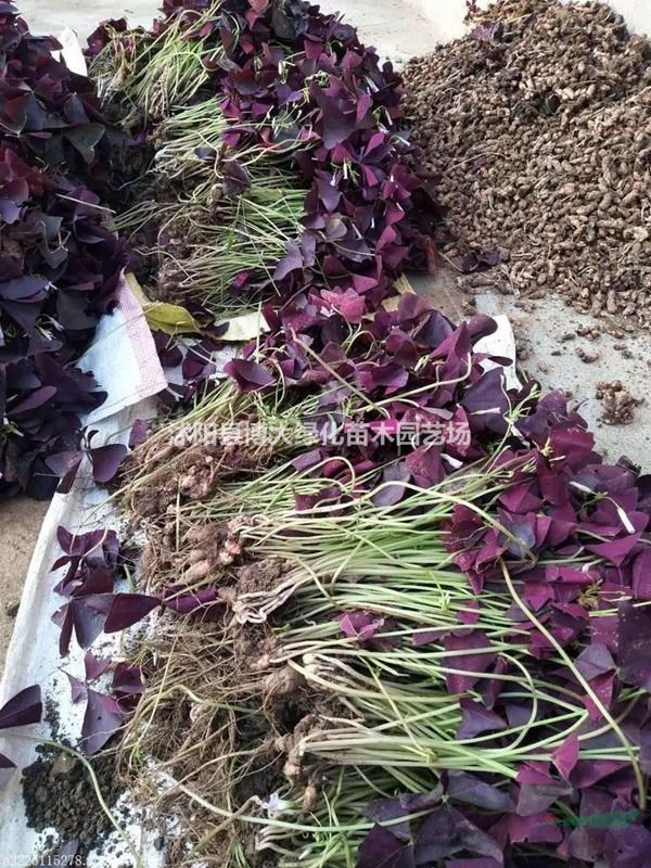 紫叶酢浆草价格，紫叶酢浆草种子价格，紫叶酢浆草批发供应