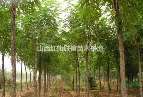 3公分刺槐、5公分刺槐、8公分刺槐、12公分刺槐、刺槐小苗