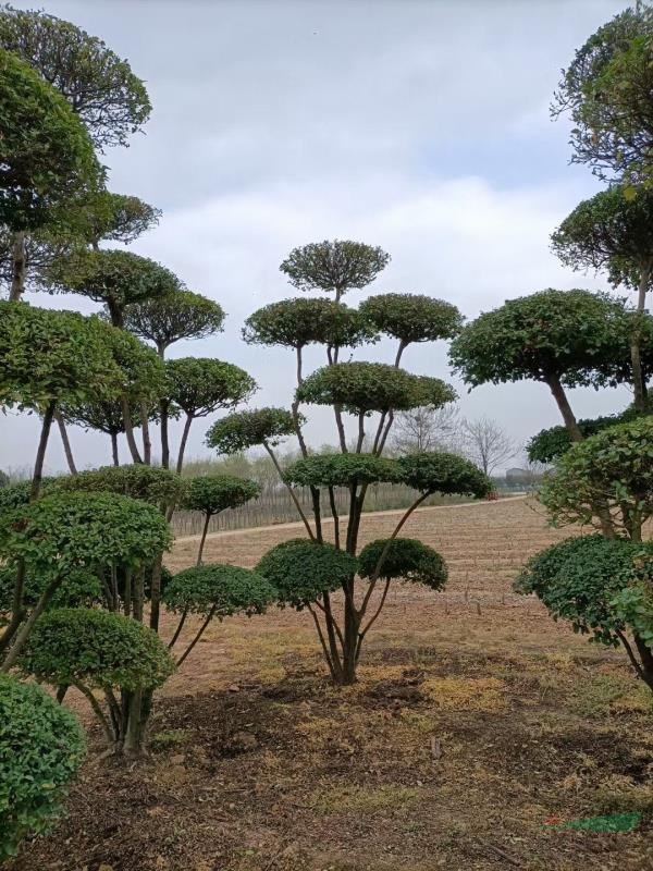 鄢陵基地直銷(xiāo)小葉女貞造型樹(shù)