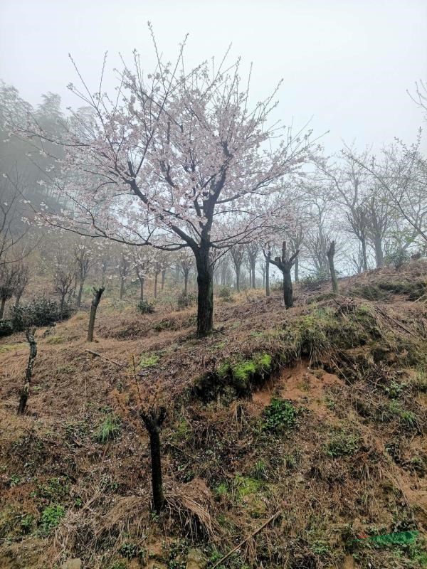 染井吉野15-25cm