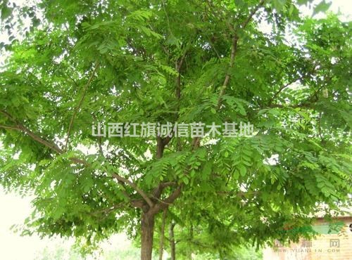  刺槐小苗價(jià).1公分刺槐苗多少錢(qián)一棵.1米高刺槐.3公分刺槐.5公分刺槐