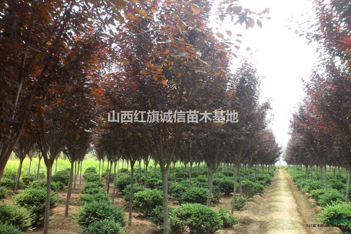 3公分紅葉李.5公分紅葉李.12公分紅葉李價(jià)格.8公分紅葉李.紅葉李苗圃