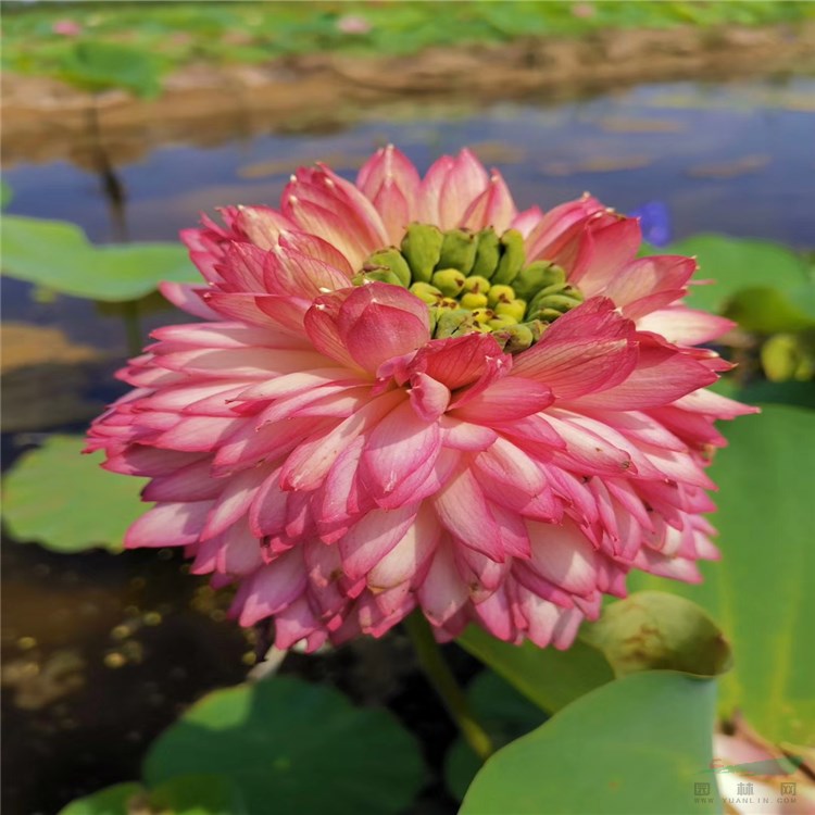 大量出售 精品荷花苗 睡蓮苗 蓮花苗 水體綠化 大型池塘觀賞植物 規(guī)格齊全