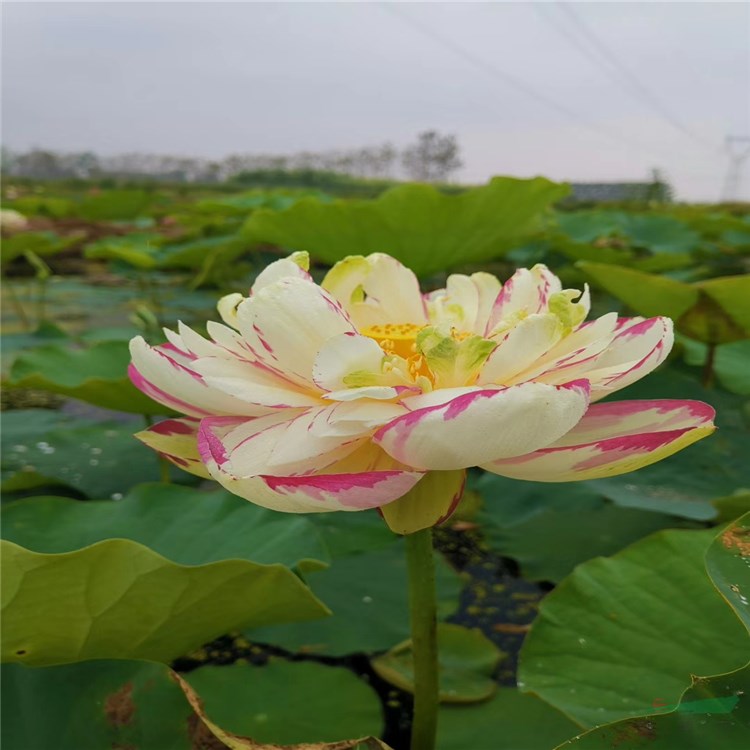 大量供应精品荷花荷花苗莲花苗睡莲苗大型观花水生植物规格