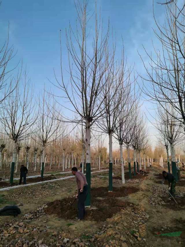 本基地有大量的18公分速生法桐到20公分速生法桐批發(fā)，如果需