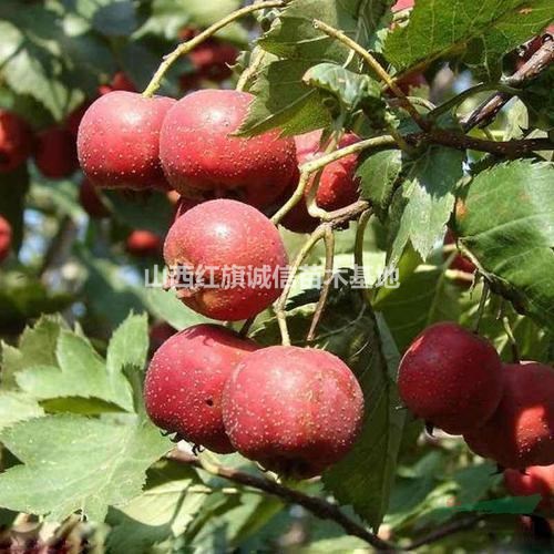 山楂苗|山楂樹|山楂樹5-15|紅果樹苗|山楂樹那里有|紅果