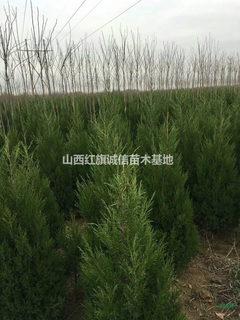 山楂苗|山楂樹|山楂樹5-15|紅果樹苗|山楂樹那里有|紅果
